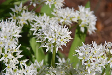 Bärlauchblüte (Allium ursinum )