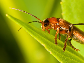 Red Soldier Beetle