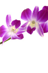 Naklejka na ściany i meble Macro of a beautiful pink orchid