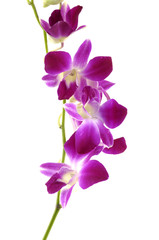 Naklejka na ściany i meble Pink flowers orchid