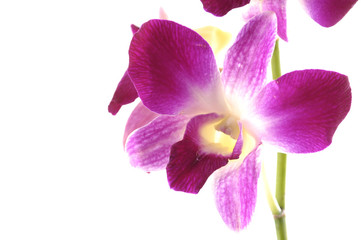 Close up of a purple orchid