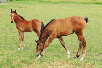 Naklejka na ściany i meble Two little brown Foals on the green Field