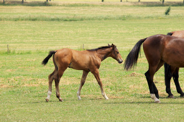 The little brown Foal on the green Field