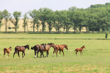 Fototapeta na wymiar Konie w lecie Krajobraz