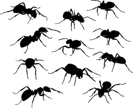 eleven black ants