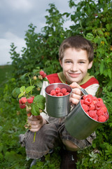 picking raspberries