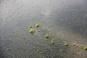 gekippter teich II