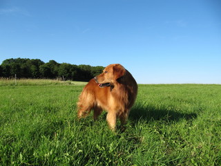 Golden Retriever in der Natur