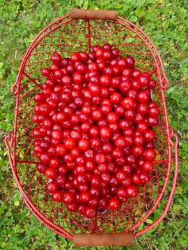 cerises
