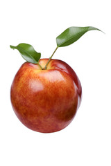 peach on white background