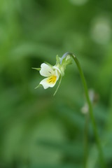 Lonely flower