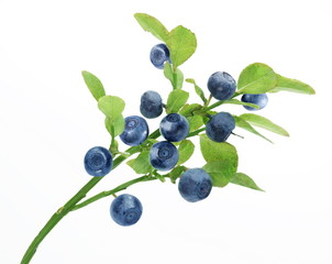 Blueberry branch on a white background