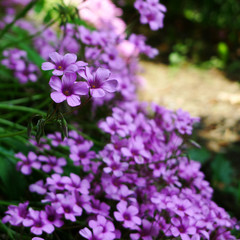 Tiny purple flower found at the roadside of a street in Tokyo