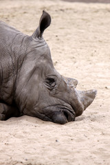 Fototapeta premium Breitmaulnashorn