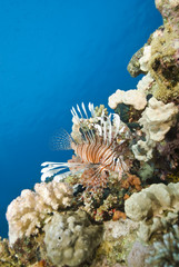 Common lionfish on a tropical coral reef.