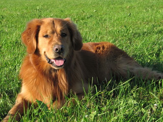 Golden Retriever im Gras
