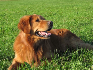Golden Retriever im Gras