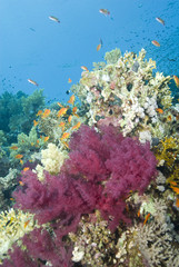 Vibrant pink soft coral growing on a tropical reef.