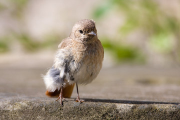 Black Redstart