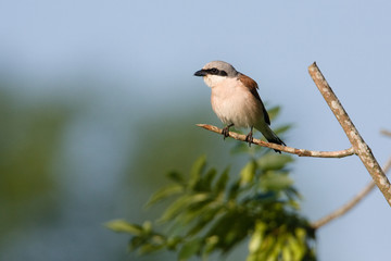 Fototapeta premium Red-backed Shrike