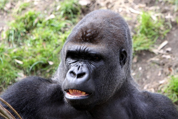 Gorilla (Männchen)