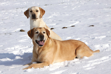 Zwei Labrador Retriever