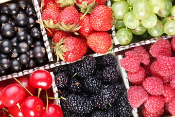 Clourful berries