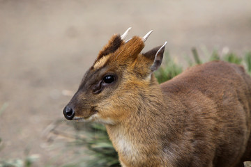 Chinesischer Muntjak