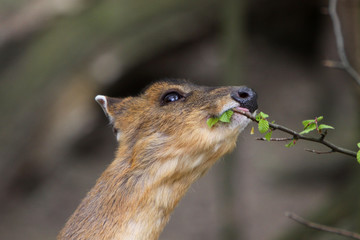 Chinesischer Muntjak (Weibchen)