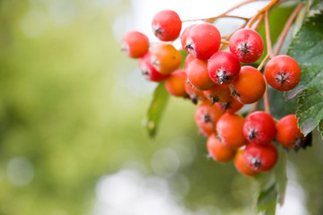 Rowan berries on a tree