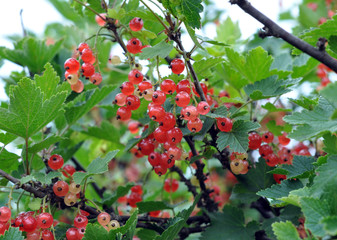 Red currant