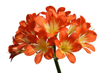 fleur de clivia