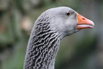 Cabeza de ganso doméstico