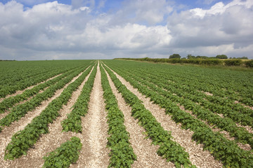 Fototapeta na wymiar english landscape with potato field