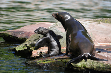 Seelöwe Jungtier