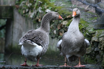 Pareja de gansos