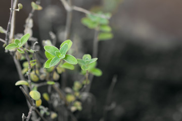 Closeup Of Small Salvia Leaves on Dark Background