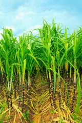 Fototapeta premium Sugarcane