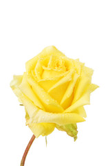 Fototapeta premium Yellow rose