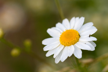 Obraz premium Junge Margeriten im Sommer,Nahaufnahme