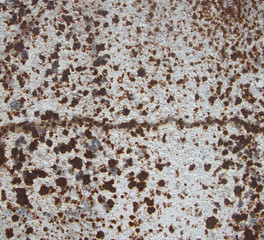 speckled grunge rust pattern on white