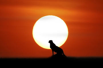 African sunset with cheetah's silhouette.