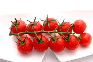 Tomates cerises  sous la rosée