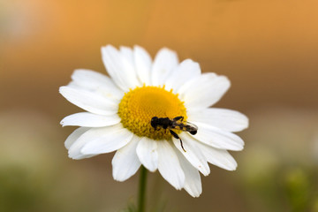 Obraz premium Junge Margeriten im Sommer,Nahaufnahme