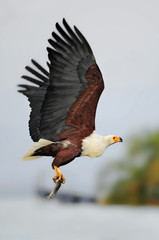 African Fish Eagle (Haliaeetus vocifer), lake Naivasha, Kenya