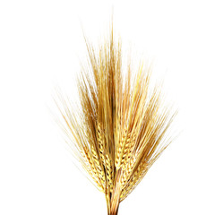 Wheat ears