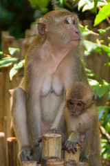 affe affen augen braun dschungel dummkopf