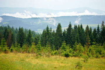 Pine Forest in the Carpathian Mountains, Ukraine