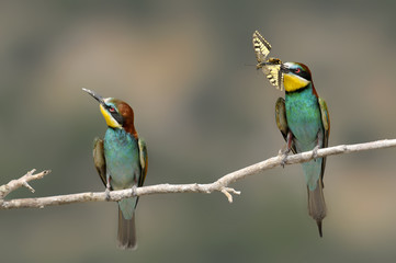Bee-eater, Merops apiaster - the marriage period