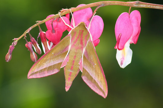 Hawk moth (Deilephila elpenor)